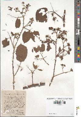 spécimen de Rubus milliformis