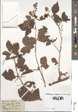 spécimen de Rubus centiformis