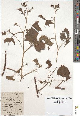 spécimen de Rubus centiformis