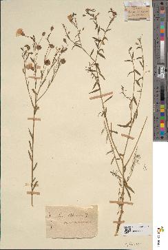 spécimen de Linum usitatissimum