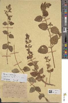 spécimen de Calamintha menthifolia