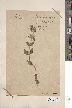 spécimen de Clinopodium vulgare