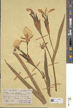 spécimen de Iris pseudacorus