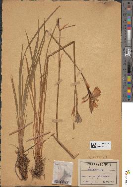 spécimen de Iris sibirica