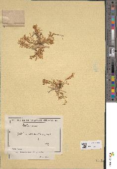 spécimen de Montia fontana