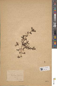 spécimen de Montia fontana