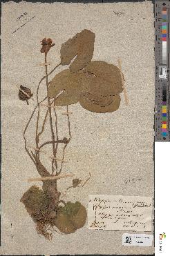 spécimen de Nuphar × spenneriana