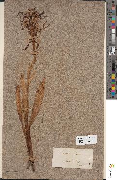 spécimen de Himantoglossum hircinum