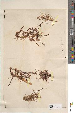 spécimen de Himantoglossum hircinum
