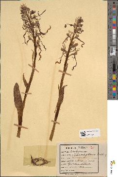 spécimen de Himantoglossum hircinum