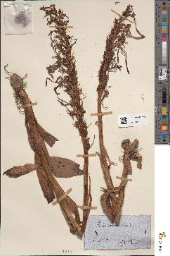 spécimen de Himantoglossum hircinum