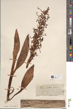 spécimen de Himantoglossum hircinum