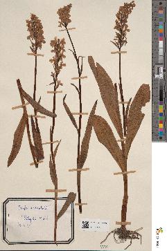 spécimen de Dactylorhiza maculata