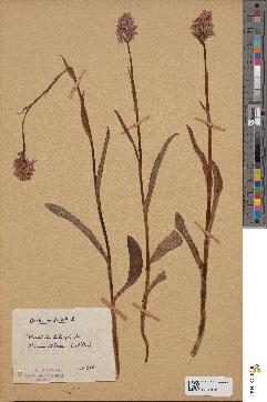 spécimen de Dactylorhiza maculata