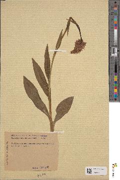 spécimen de Dactylorhiza maculata