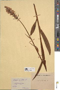 spécimen de Dactylorhiza maculata
