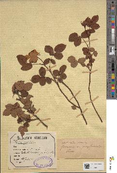 spécimen de Rosa gallica