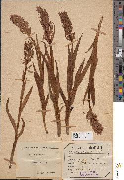 spécimen de Dactylorhiza incarnata