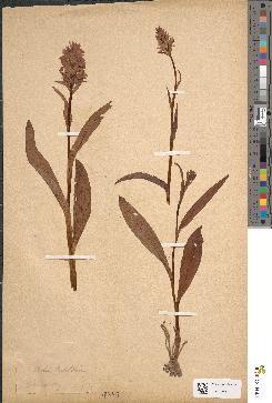 spécimen de Dactylorhiza incarnata