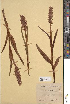 spécimen de Dactylorhiza incarnata