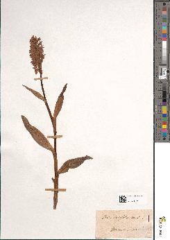 spécimen de Dactylorhiza latifolia