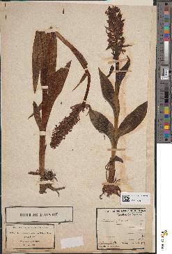 spécimen de Dactylorhiza latifolia