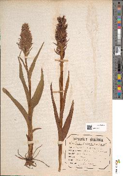 spécimen de Dactylorhiza latifolia