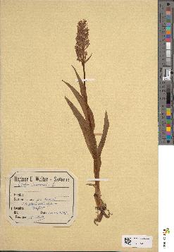 spécimen de Dactylorhiza latifolia