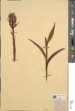 spécimen de Dactylorhiza incarnata