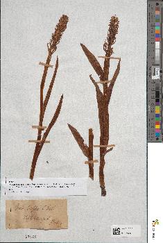 spécimen de Dactylorhiza incarnata