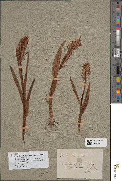 spécimen de Dactylorhiza incarnata