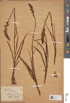 spécimen de Orchis odoratissima