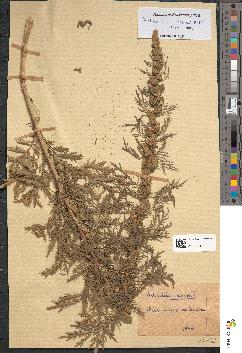 spécimen de Artemisia biennis