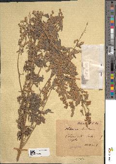spécimen de Artemisia absinthium