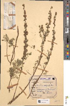 spécimen de Artemisia camphorata