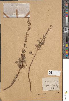 spécimen de Artemisia camphorata