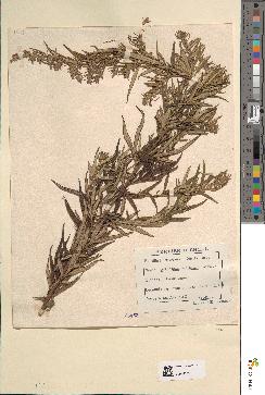 spécimen de Artemisia verlotiorum