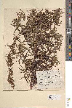 spécimen de Artemisia verlotiorum