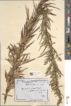 spécimen de Artemisia verlotiorum