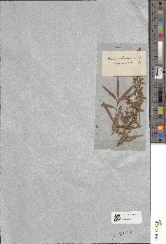 spécimen de Artemisia dracunculus