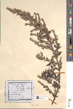 spécimen de Artemisia vulgaris