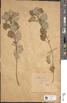 spécimen de Artemisia vulgaris