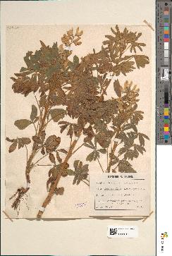 spécimen de Lupinus albus