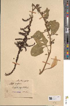 spécimen de Beta vulgaris