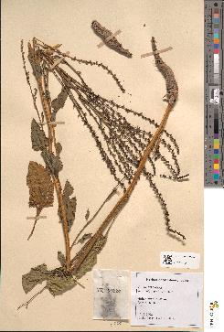 spécimen de Beta vulgaris