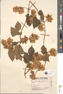 spécimen de Humulus lupulus