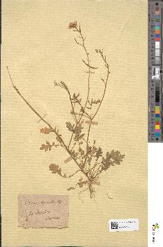 spécimen de Sinapis cheiranthos