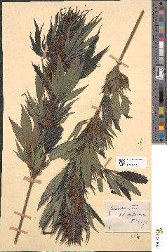 spécimen de Humulus lupulus