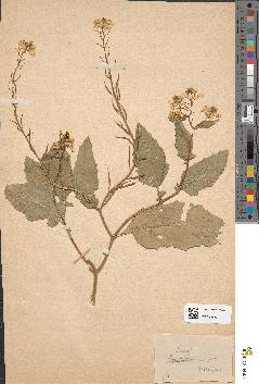 spécimen de Brassica nigra
