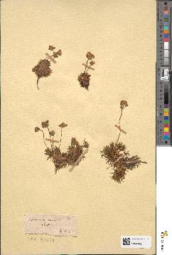 spécimen de Androsace carnea